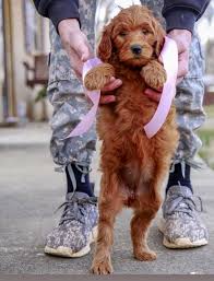 Mini goldendoodle puppies **all puppies are guaranteed for two years against any life threatening genetic defect.** kentucky residents must add ky sales tax of 6% to purchase price. Prices Harmony Goldendoodles