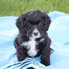 Black And White Doodle Dog For Sale Black And White And All Around Adorable Cavapoo Black Labradoodle Black Cockapoo White Fluffy Puppies