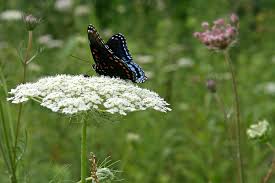 Image result for Apiaceae