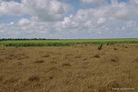 Image result for Digitaria swazilandensis