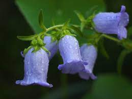 How big does a campanula canterbury bells plant get? Campanula Medium Canterbury Bells Coventry Bells Cup And Saucer North Carolina Extension Gardener Plant Toolbox