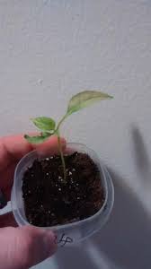 The addition of a few cranberries gives it a vibrant red color. Why Are My Jalapeno Seedlings Turning Yellow Gardening Landscaping Stack Exchange
