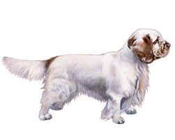 Image result for clumber španěl lov