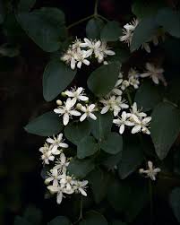 Image result for Clematis brachiata