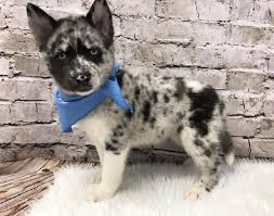 Join the wishlist and adopt adorable puppies now! Pomsky Puppies Pittsburgh Pa Petland Robinson