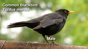 His unique style of dreamy folktronica recalls inﬂuences from all ends of the musical spectrum. Blackbird Common Blackbird Birdsong Youtube