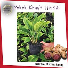 Pokok perlu diambil sendiri di teras. Pokok Kunyit Hitam Original Rare Shopee Malaysia