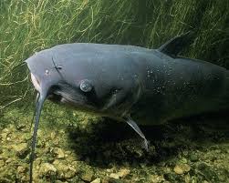 Catfish were placed in the tank to keep the cod active, which preserved the quality of the fish. Online Dating Scammers 10 Red Flags To Spot Avoid Them