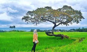 Pemandangan sawah padi di sg petani kedah youtube 18 08 2019 this video is unavailable watch. 36 Gambar Tempat Wisata Di Salatiga Juni 2021 Kopeng Putih