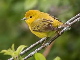 Yellow Warbler Identification All About Birds Cornell Lab