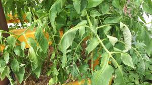 4 arroser plus ou moins selon les périodes. Vos Plants De Tomates Cerises Adorent L Ombre