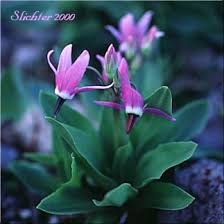 Image result for Jeffreya petitiana