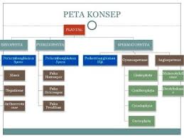 Peta konsep keanekaragaman kingdom bing pdfdirff com. Klasifikasi Makhluk Hidup Klasifikasi Tumbuhan Inan Kito