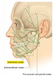 Lymph glands under the skin become more noticeable and easier to feel if they swell. Lymph Nodes In Jaw Lymph Nodes Under Chin Swolen
