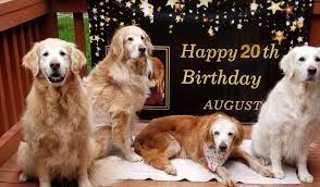 The cheapest offer starts at £10. Meet Augie The 20 Year Old Golden Retriever Who Might Have Just Set An Age Record Smart News Smithsonian Magazine