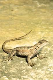 Prairie Lizard Northern Fence Lizard Mdc Discover Nature