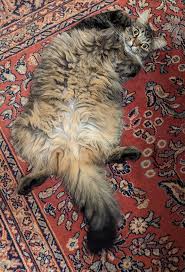 Larry Millard (@larry.millard) • Instagram photos and videos