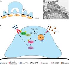 Frontiers Glucose Transporters In Diabetic Kidney Disease Friends Or Foes Endocrinology Which of the following phrases describes the granular cells of the. glucose transporters in diabetic kidney
