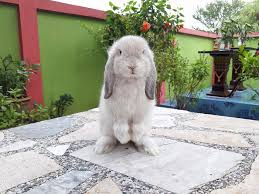 รหัสจอง bf004 กระต่ายฮอลแลนด์ลอปแท้ (holland lop/hl แท้ 100%) เกรดเลี้ยงเล่น สีบลูทรอส. à¸§ à¸²à¸— à¹à¸¡ à¸ž à¸™à¸˜ Bee à¸Ÿà¸²à¸£ à¸¡à¸à¸£à¸°à¸• à¸²à¸¢ Ndà¹à¸¥à¸° Holland Lop Facebook