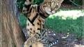 Savannah Cat for Sale | Savannah Kittens Available ...