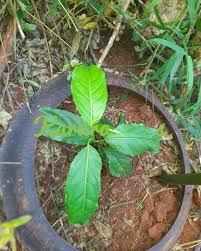 Image result for Casearia battiscombei