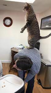 This Is My Fur Nephew Butter He Wanted To Check The Top Of The Fridge For Toys By Bowski477 Cats Kitten Catsonweb Cute Adorable F Pretty Cats Crazy Cats Cats