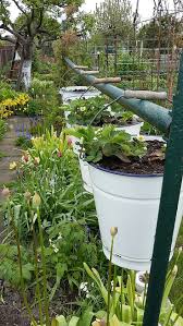 Erdbeeren Hangend Ich Nehme Von Erdbeerpflanzen Im Zweiten Standjahr Ableger In Kleinen Topfchen Uberwintern Sie Im F Erdbeeren Garten Erdbeerpflanzen Garten