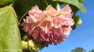 Image result for Dombeya lastii