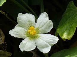 Image result for Lagenaria sphaerica