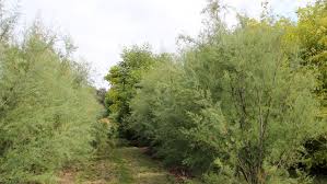 Image result for tamarix ramosissima pink cascade