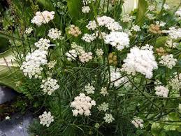 Image result for Exochaenium baumianum