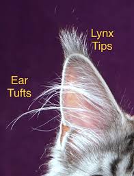 Ear tufts are sometimes called lynx tipping, because of the resemblance to the fur on the tips of the ears of lynx. Do All Maine Coons Have Ear Tufts And How Are They When They Get Eartufts Quora