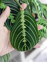 If you opt for the latter, be sure to water it generously. How To Care For A Maranta Leuconeura Prayer Plant