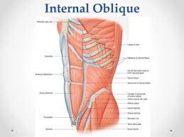 External Oblique Attach To Rib Surgical Anatomy Of Anterior Abdominal Wall Anatomy Muscular System Anatomy Skeletal Muscle Anatomy