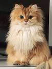 Persian Kittens For Sale by Reputable Breeders | Pets4You