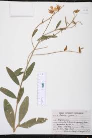 Image result for Crotalaria johnstonii