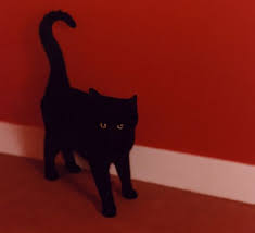 Black And Red Cat Some Candy Talking Black Cat Aesthetic Black Cat Cat Aesthetic