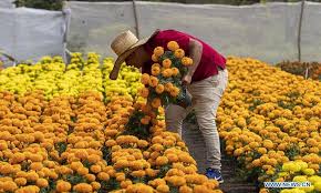 Zempoal, meaning twenty and xochitl, flower.the number twenty in this case is used to mean numerous, most likely referring to the flower's many petals, so the real meaning of the name is. Florists Arrange Cempasuchil Flowers In Mexico City Global Times
