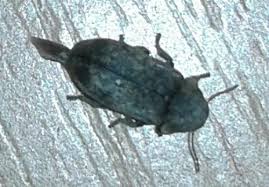 Anobiidae Vrillette Si Oui Laquelle Le Monde Des Insectes