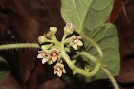 Image result for Apocynaceae subfamilies Asclepiadoideae and Secamonoideae