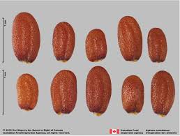 Image result for Capsella