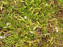 Image result for Nesaea radicans