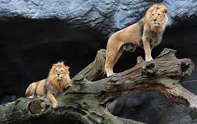 Feel free to send us your macos wallpaper, we will select the best ones and publish them on this page. Page 4 Lion Wallpapers Hd Wallpapers Free Download Wallpaperbetter