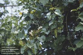 Image result for Jasminum dichotomum