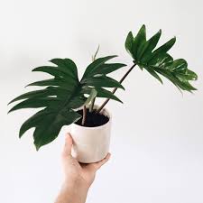 Bryan Christian On Instagram Love The Way This Philodendron Tahiti Looks In This Cute White Ceramic Pot Ceramic Pot Philodendron Plant Leaves