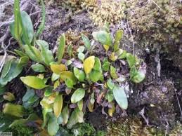 Image result for Elaphoglossum conforme
