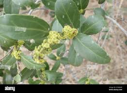 Image result for Mystroxylon