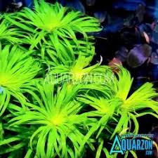 Image result for Syngonanthus angolensis