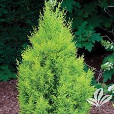 Image result for Cupressus macrocarpa