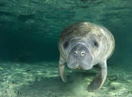 Color the anatomy handouts for each species using a single color for key organs or body part. Animal Sex How Manatees Do It Live Science